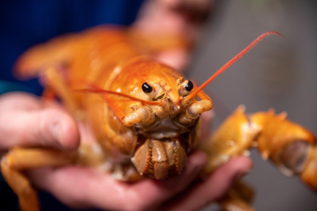 A close up of the orange lobster