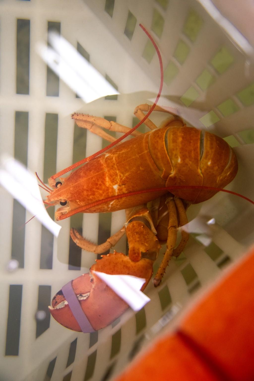 The orange lobster in her tank