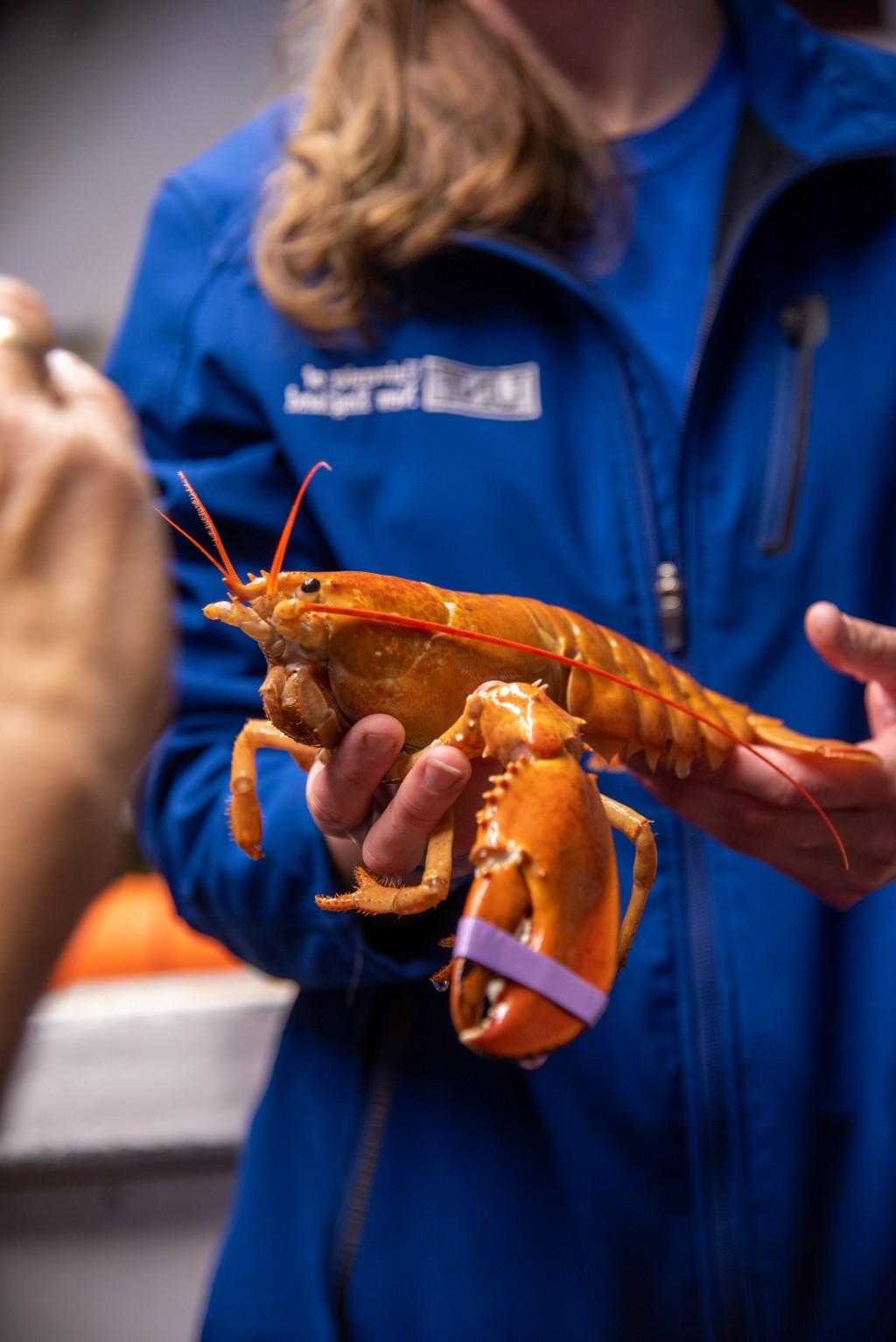 Lindsay Forrette holds the orange lobster