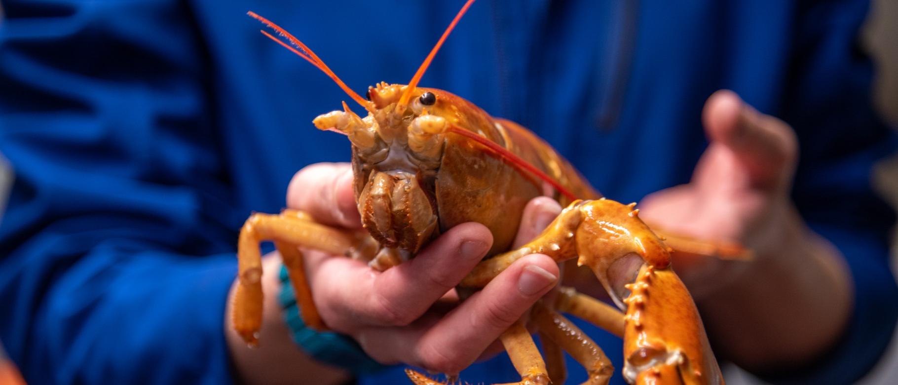 A rare orange lobster