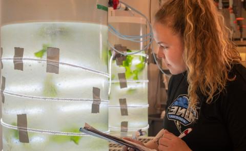 student researching sea lettuce in lab